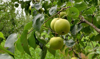梨树什么时候打药最佳 梨树什么季节打药