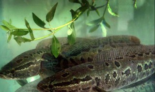 怎么确定野塘有黑鱼（怎么知道塘里有没有黑鱼）