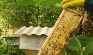 樟脑丸如何收蜂 樟脑丸怎么制作驱蜂