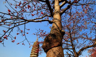 树干长满长硬刺的树叫什么（树干长满长硬刺的树叫什么树）