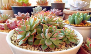 刚刚换盆需要多久浇水(刚换盆要浇水吗)