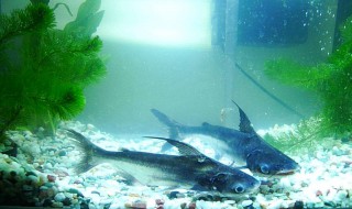 虎头鲨不吃食会饿死吗 虎头鲨不吃食怎么回事