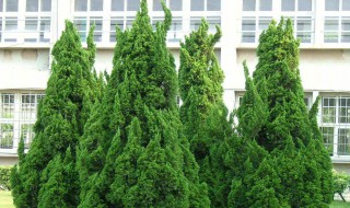 墓地为什么种龙柏 墓地种龙柏好吗