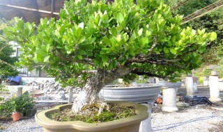 路边绿化用的黄杨可以家养吗 路边绿化带的黄杨能做盆景吗