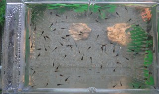 丰年虾孵化后能活多久（丰年虾孵化后能活多久）