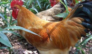 鸡宝是长在鸡哪个部位 鸡宝是长在鸡什么部位