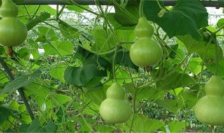 葫芦怎么种发芽快（葫芦怎么种发芽快呢）