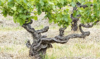 土埋的葡萄苗什么时候挖出来(土埋的葡萄苗什么时候挖出来好)
