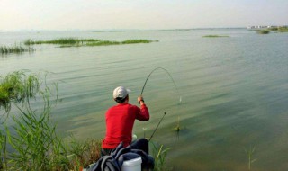 鱼都在水面上游怎样钓 鱼都在水面上游怎样钓鱼