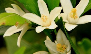 桔子开花后怎么养护 桔子开花期间怎么处理