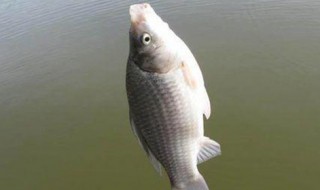 春天钓罗非鱼钓法（春天钓罗非鱼钓法大全）