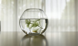 新鱼缸需要清洗吗?(新鱼缸需要清洗吗怎么清洗)