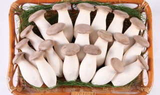 在家可种食用菌吗（在家可种食用菌吗）