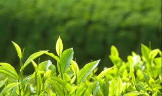 茶叶放冰箱可以放多久 茶叶放冰箱可以放多久?