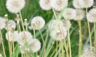 蒲公英种子的播种方法 蒲公英种子播种方法全过程