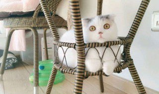 伊洛纳猫咪摇篮怎么带走 伊洛纳猫咪摇篮怎么用