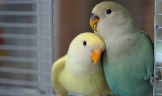 牡丹鹦鹉下蛋了要怎样照顾 牡丹鹦鹉下蛋了要怎样照顾蛋