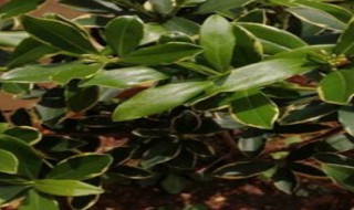 瑞香如何修剪 瑞香怎么修剪什么时候修剪