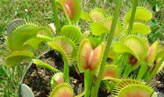 捕蝇草用什么土养，好养吗?（捕蝇草用什么土养最好）