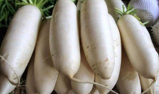 白萝卜籽有什么作用与功效（白萝卜籽的功效与作用）