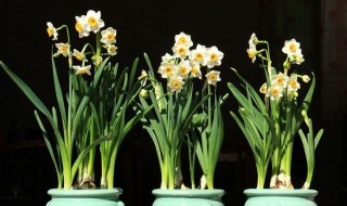 广州过年摆水仙花寓意是什么意思 广州过年摆水仙花寓意是什么意思啊