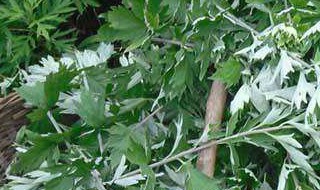 艾叶有杀菌消毒的作用吗 艾叶能杀菌消毒吗