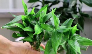 盆栽竹种类 盆栽竹类植物大全