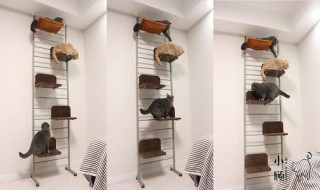 猫爬架是什么样（猫爬架是什么样的图片）