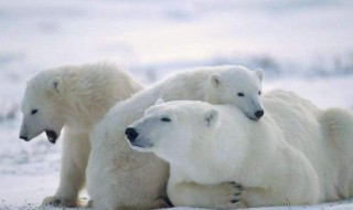 北极熊身上毛的作用 北极熊身上的毛有什么作用