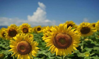 向日葵在佛学是的意义（向日葵在佛教的寓意）