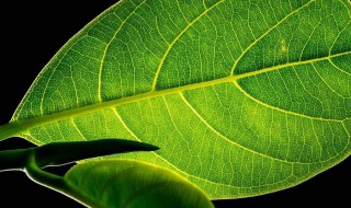 光合作用峰值上午比下午高 光合作用峰值上午比下午高吗