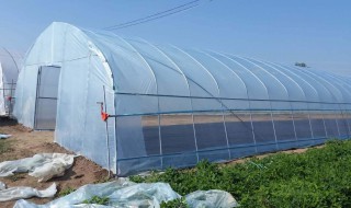 大棚吊秧绳快速方法 大棚吊秧绳快速方法西红柿