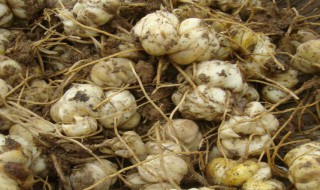 刚种的百合种球能不能晒太阳（刚种的百合种球可以淋雨吗）