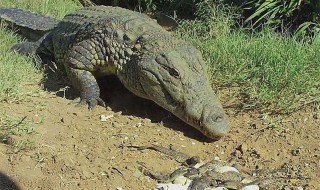 百万巨鳄的鳄鱼是真的吗(百万巨鳄里的鳄鱼是什么品种)