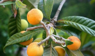 枇杷嫁接时间和方法（枇杷嫁接成活率高吗）