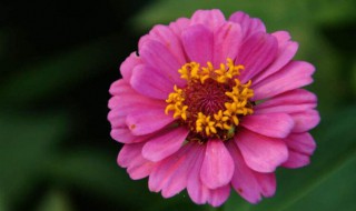 百日草一盆种几颗（百日草多远种一颗）