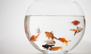 小金鱼和乌龟吃什么食物（小金鱼和乌龟吃什么食物最好）