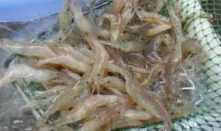 野生虾最喜欢吃什么食物 野生虾好吗
