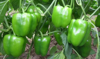 青椒的大棚种植方法 青椒大棚种植技术