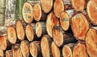 怎么挑选木材（怎么挑选木材材质）