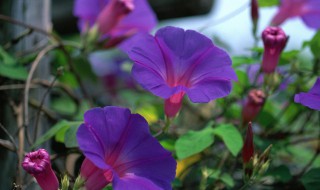 牵牛花拍摄技巧（牵牛花拍摄技巧视频）