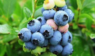 蓝莓的换盆方法（蓝莓换盆什么时候最好）