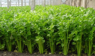 云南种植芹菜方法(云南种植芹菜方法和技术)