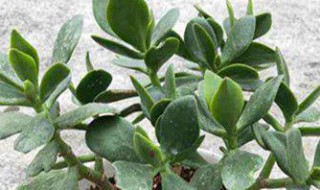 玉树和燕子掌的区别是什么 玉树和燕子掌有什么区别