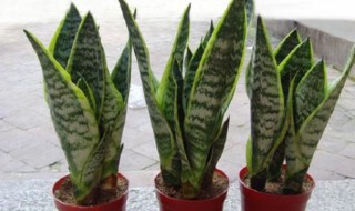 虎耳兰和虎尾兰的区别有哪些（虎耳兰和虎尾兰的区别有哪些图片）