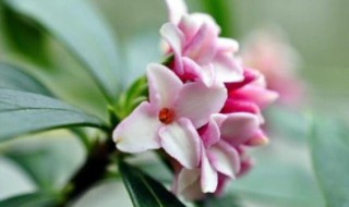 瑞香和结香的区别是什么 结香 瑞香