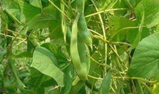 扁豆什么时候种植好 扁豆啥时候种比较好