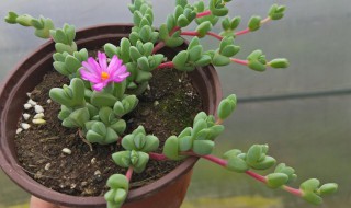 盆栽多肉群碧玉怎么养 多肉碧玉的养殖方法和注意事项