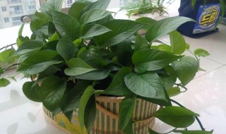 冬天的绿萝怎么养才能越养越旺 冬天的绿萝怎么养才能越养越旺呢