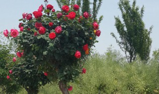 月季树什么时候移栽最好 北方月季移栽最佳时间